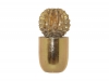 TROPIC GOLD CACTUS IN POT 19CM