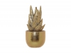 TROPIC GOLD SUCCULENT IN POT 18CM
