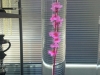 cylinder-vase-orchid-light