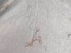 paris-tablecloth