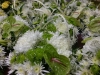 green-white-flowers