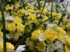 yellow-white-flowers